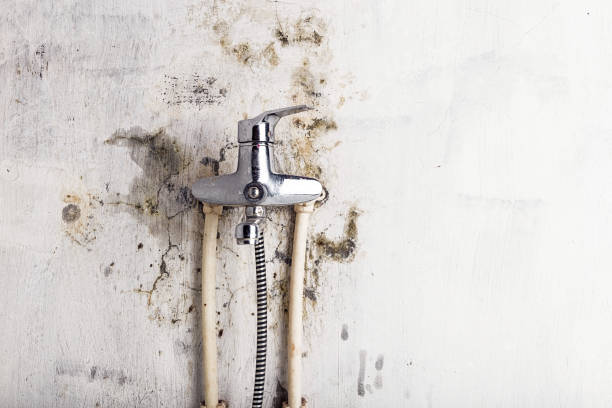 Best Mold Remediation  in Massapequa, NY