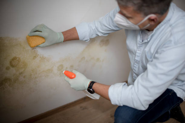 Best Residential Mold Removal  in Massapequa, NY