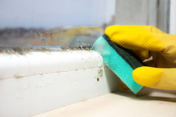 Best Mold Damage Repair  in Massapequa, NY