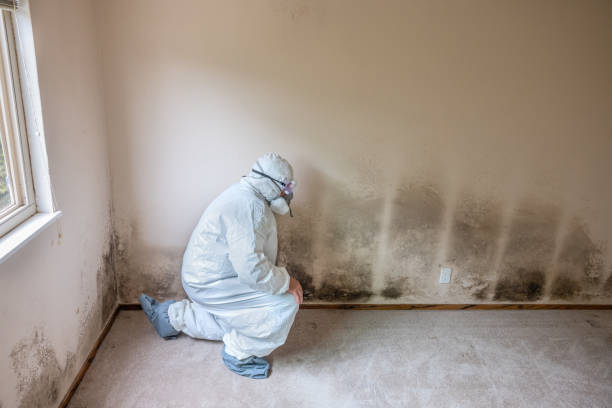 Attic Mold Removal in Massapequa, NY